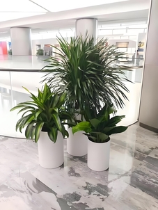 慈溪盆景租赁哪家好 慈溪盆景租赁哪家好